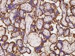 CD98 Antibody in Immunohistochemistry (Paraffin) (IHC (P))