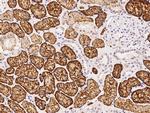 CD98 Antibody in Immunohistochemistry (Paraffin) (IHC (P))