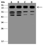 CD98 Antibody in Western Blot (WB)