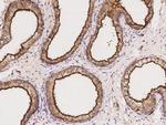 EBP50 Antibody in Immunohistochemistry (Paraffin) (IHC (P))