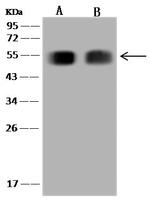 EBP50 Antibody in Western Blot (WB)