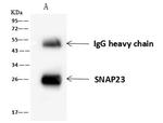 SNAP23 Antibody in Immunoprecipitation (IP)