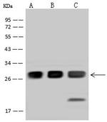 SNAP23 Antibody in Western Blot (WB)