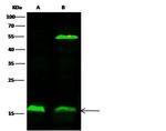 alpha Synuclein Antibody in Western Blot (WB)