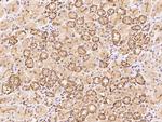 Spastin Antibody in Immunohistochemistry (Paraffin) (IHC (P))