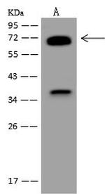 Spastin Antibody in Western Blot (WB)