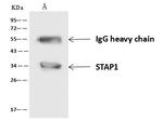 STAP1 Antibody in Immunoprecipitation (IP)