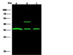 STUB1 Antibody in Western Blot (WB)