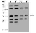 STX12 Antibody in Western Blot (WB)