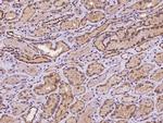 STX17 Antibody in Immunohistochemistry (Paraffin) (IHC (P))