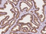 STX17 Antibody in Immunohistochemistry (Paraffin) (IHC (P))