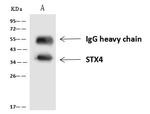 Syntaxin 4 Antibody in Immunoprecipitation (IP)