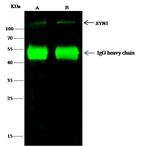 Synapsin 1 Antibody in Immunoprecipitation (IP)