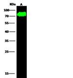 Synapsin 1 Antibody in Western Blot (WB)