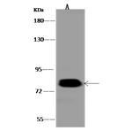 TRAP1 Antibody in Western Blot (WB)