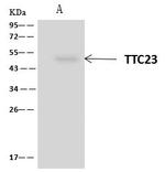 TTC23 Antibody in Immunoprecipitation (IP)