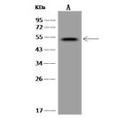 TTC23 Antibody in Western Blot (WB)