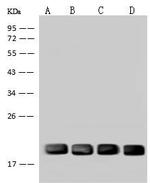 UBE2M Antibody in Western Blot (WB)