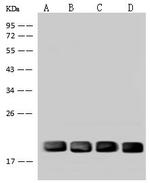 UBE2M Antibody in Western Blot (WB)