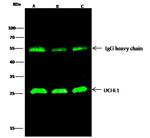 PGP9.5 Antibody in Immunoprecipitation (IP)