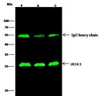 PGP9.5 Antibody in Immunoprecipitation (IP)