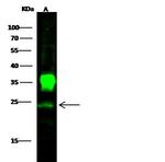 PGP9.5 Antibody in Western Blot (WB)