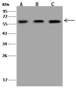 UGDH Antibody in Western Blot (WB)