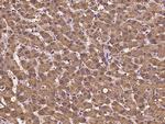 UGP2 Antibody in Immunohistochemistry (Paraffin) (IHC (P))