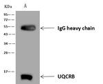 UQCRB Antibody in Immunoprecipitation (IP)