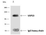 USP13 Antibody in Immunoprecipitation (IP)