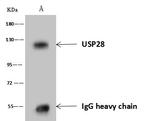 USP28 Antibody in Immunoprecipitation (IP)