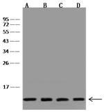 VAMP8 Antibody in Western Blot (WB)