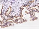 VPS37B Antibody in Immunohistochemistry (Paraffin) (IHC (P))