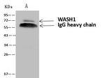 WASH1 Antibody in Immunoprecipitation (IP)