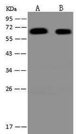 WASH1 Antibody in Western Blot (WB)