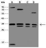 WDR61 Antibody in Western Blot (WB)