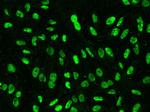 XRCC1 Antibody in Immunocytochemistry (ICC/IF)