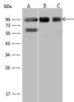 XRCC1 Antibody in Western Blot (WB)