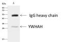 14-3-3 eta Antibody in Immunoprecipitation (IP)