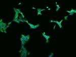 ZC3H7A Antibody in Immunocytochemistry (ICC/IF)