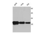 Avi tag Antibody in Western Blot (WB)