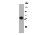 S tag Antibody in Western Blot (WB)