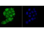 HMGB2 Antibody in Immunocytochemistry (ICC/IF)