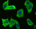 BMAL1 Antibody in Immunocytochemistry (ICC/IF)