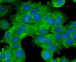 BMAL1 Antibody in Immunocytochemistry (ICC/IF)