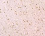 BMAL1 Antibody in Immunohistochemistry (Paraffin) (IHC (P))