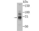 BMAL1 Antibody in Western Blot (WB)