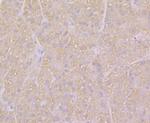 KCNK1 Antibody in Immunohistochemistry (Paraffin) (IHC (P))