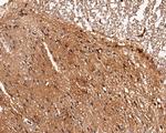 LGI1 Antibody in Immunohistochemistry (Paraffin) (IHC (P))