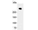 ZFHX3 Antibody in Western Blot (WB)